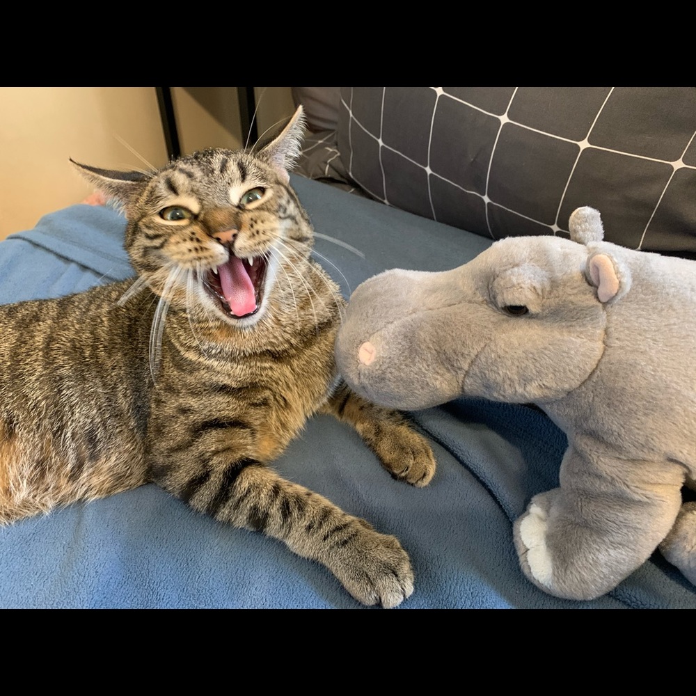 Meet your Posher, Carol